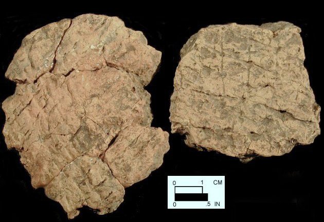 Coulbourn body sherds from Wolfe Neck, site 7S-D-10/3-Courtesy of the Delaware State Museums.